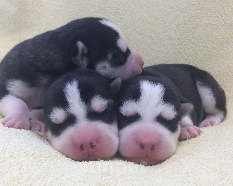 Собаки в Павловском Посаде: Хаски Щенки Разных окрасов Разнополые, Бесплатно - фото 1