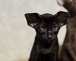 Кошки в Краснодаре: Ориентальный котёнок ! Девочка, Бесплатно - фото 2