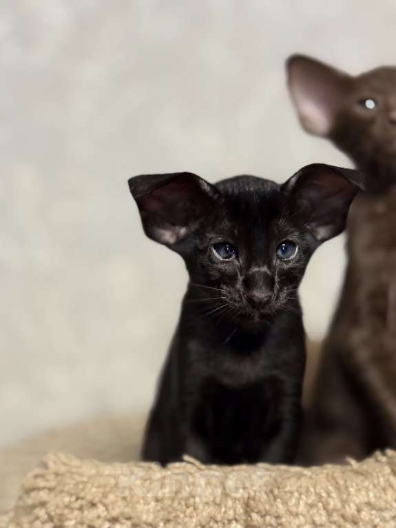 Кошки в Краснодаре: Ориентальный котёнок ! Девочка, Бесплатно - фото 2