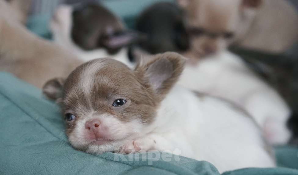 Собаки в Москве: Бело-лиловый мальчик чихуахуа Мальчик, 50 000 руб. - фото 4