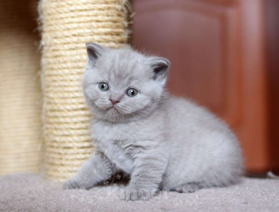 Кошки в Санкт-Петербурге: Лиловая кошка носитель цин гена Девочка, 40 000 руб. - фото 1