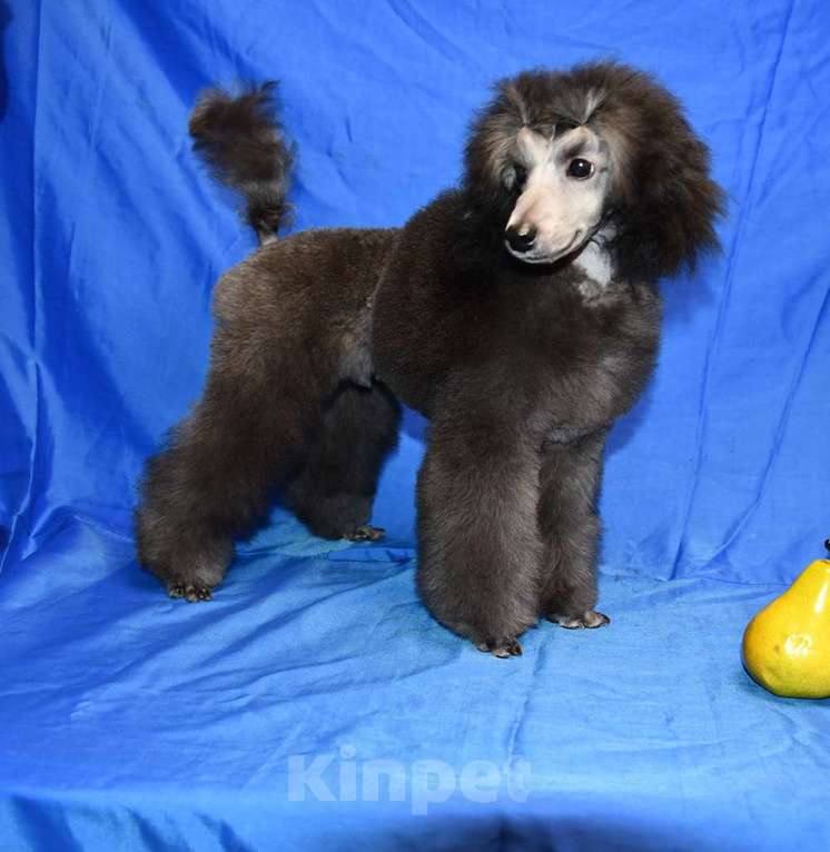 Собаки в Долгопрудном: Щенок  пуделя мальчик серебристый Джентли Борн Рондо  Мальчик, 120 000 руб. - фото 2