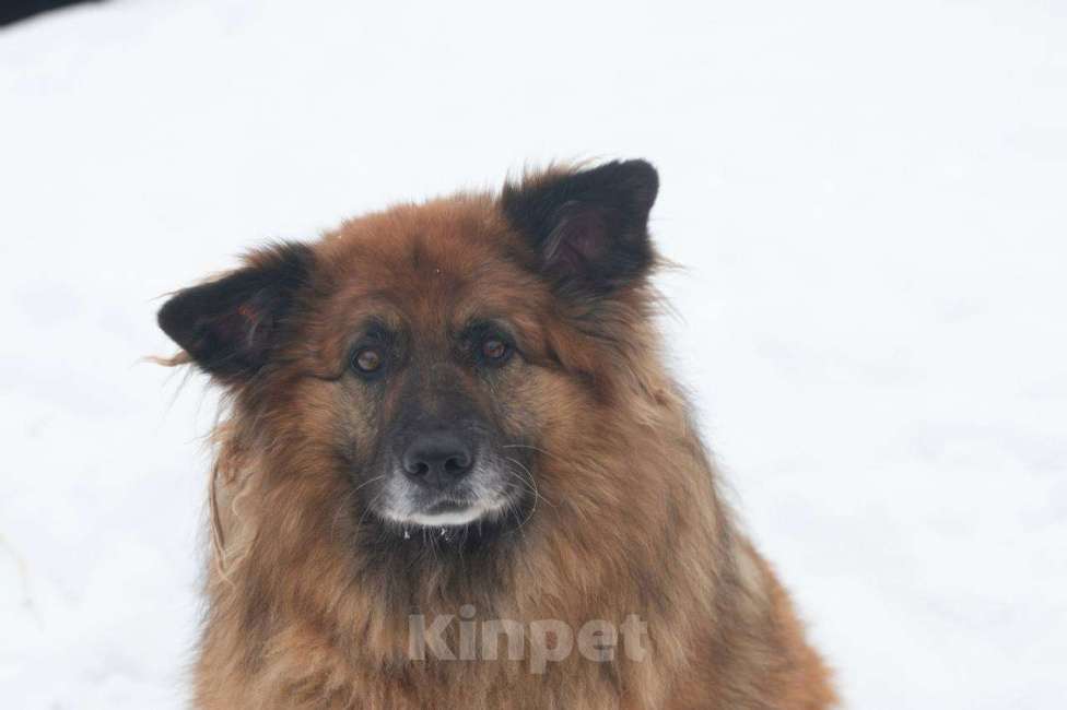 Собаки в других городах Нижегородской области: Ищем собаку Мальчик, Бесплатно - фото 1
