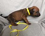 Собаки в Краснодаре: Щенки Родезийского риджбека  Мальчик, Бесплатно - фото 8
