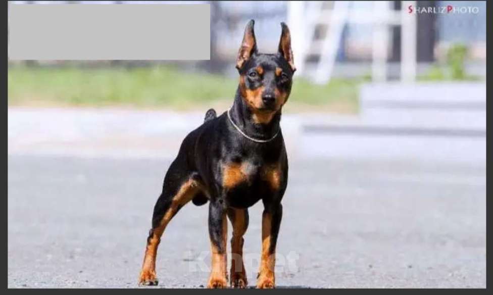 Собаки в Краснодаре: Щенки цвергпинчера Разнополые, 50 000 руб. - фото 1