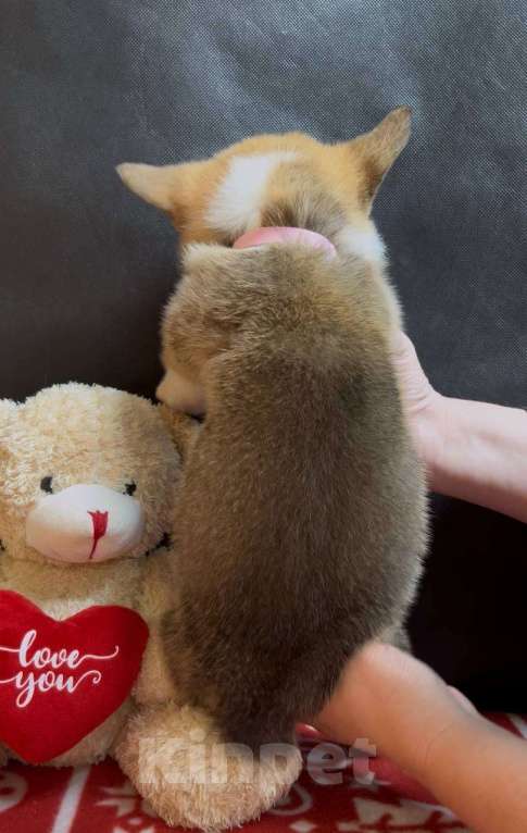 Собаки в других городах Московской области: Вельш корги пемброк девочка без хвостика Девочка, 38 000 руб. - фото 5