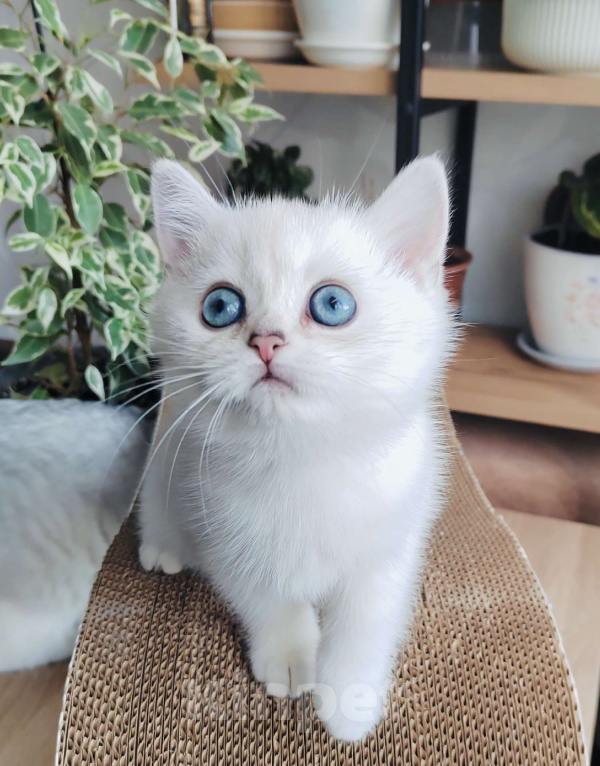 Кошки в Нижнем Новгороде: Синеглазая Девочка, 30 000 руб. - фото 1