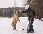 Собаки в Москве: Благородный Парсиваль Мальчик, Бесплатно - фото 3