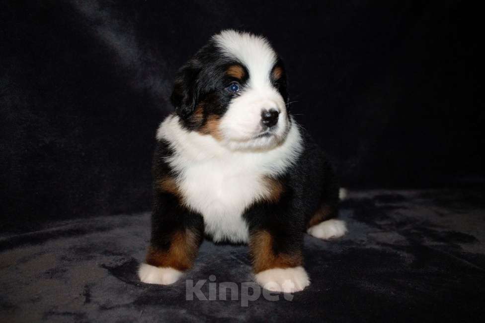 Собаки в других городах Московской области: Бернский зенненхунд Девочка, 70 000 руб. - фото 9