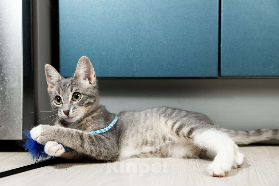 Кошки в Москве: Очень ласковый котёнок в добрые руки  Мальчик, Бесплатно - фото 3