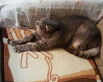 Кошки в Камызяке: У кошечки умерла хозяйка, Бесплатно - фото 6