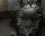 Кошки в Кашине: Котёнок полидакт, 1 руб. - фото 7