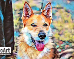 Собаки в Москве: Гоша - Статный кобель, с душой веселого собачьего ребенка Мальчик, 10 руб. - фото 1