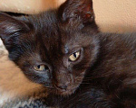 Кошки в Пензе: Отдадим котят бесплатно в добрые руки! Мальчик, Бесплатно - фото 2
