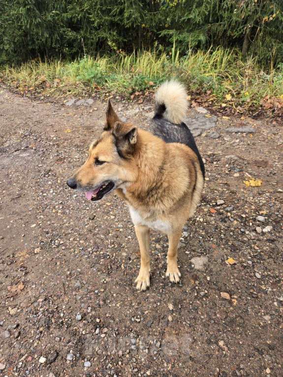 Собаки в других городах Московской области: Рыжик в добрые руки Мальчик, Бесплатно - фото 2