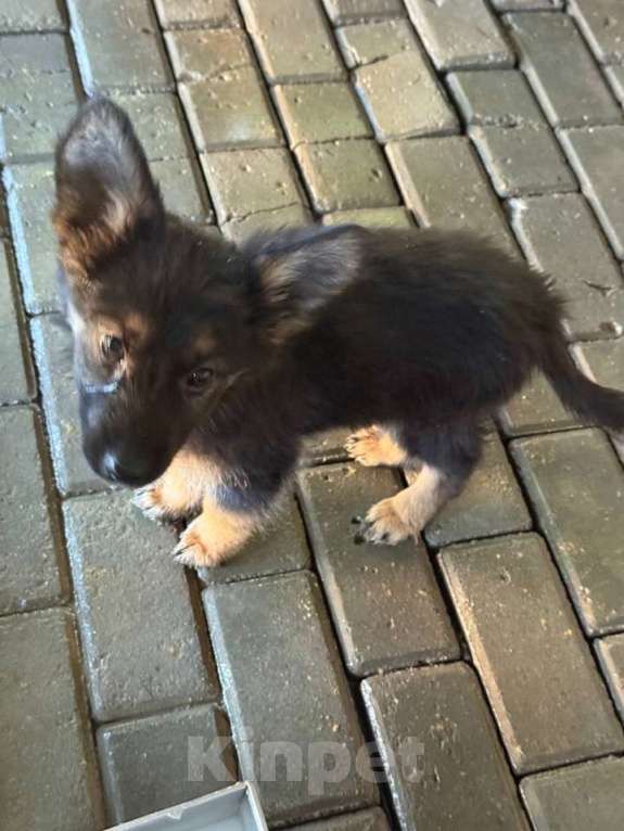 Собаки в Донецке: Продам щенков немецкой овчарки , возраст 2 месяца  Мальчик, 18 000 руб. - фото 2