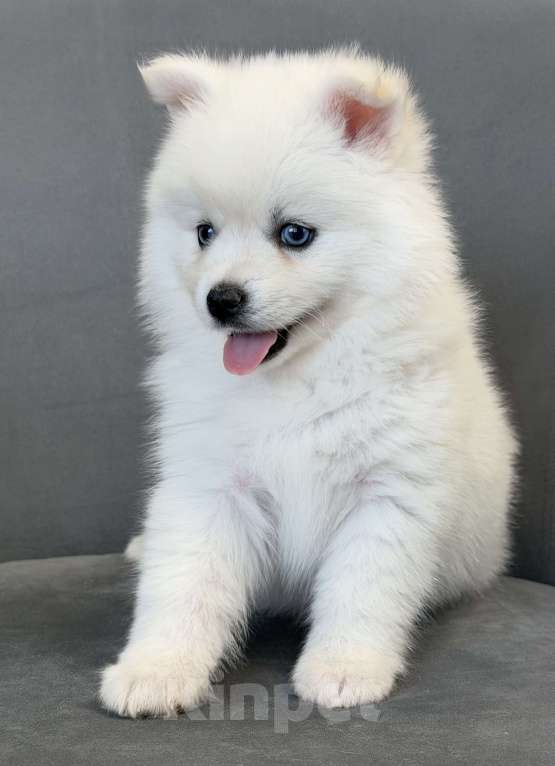 Собаки в Санкт-Петербурге: Мальчик помски Мальчик, 50 000 руб. - фото 2