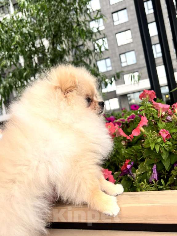 Собаки в Рязани: Мини шпиц  Девочка, 35 000 руб. - фото 2