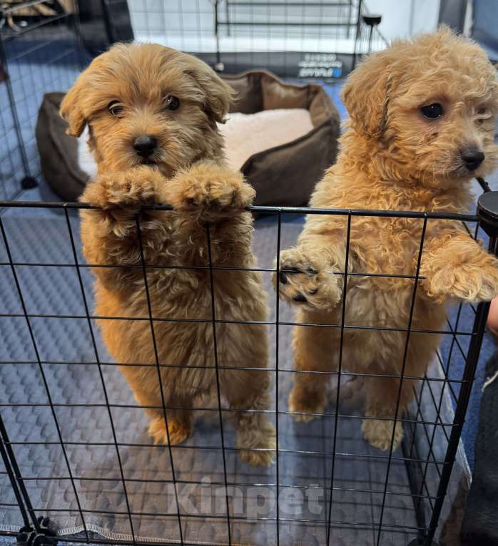 Собаки в Москве: Малыши Мальтипу  Девочка, 50 000 руб. - фото 2