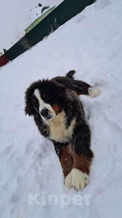 Собаки в других городах Чувашии: Бернский зенненхунд, щенок 8 мес Мальчик, 40 000 руб. - фото 2