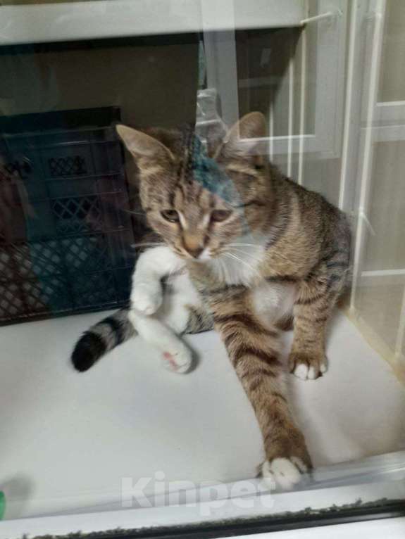 Кошки в Москве: Очаровательная Булочка ищет дом   Девочка, Бесплатно - фото 3