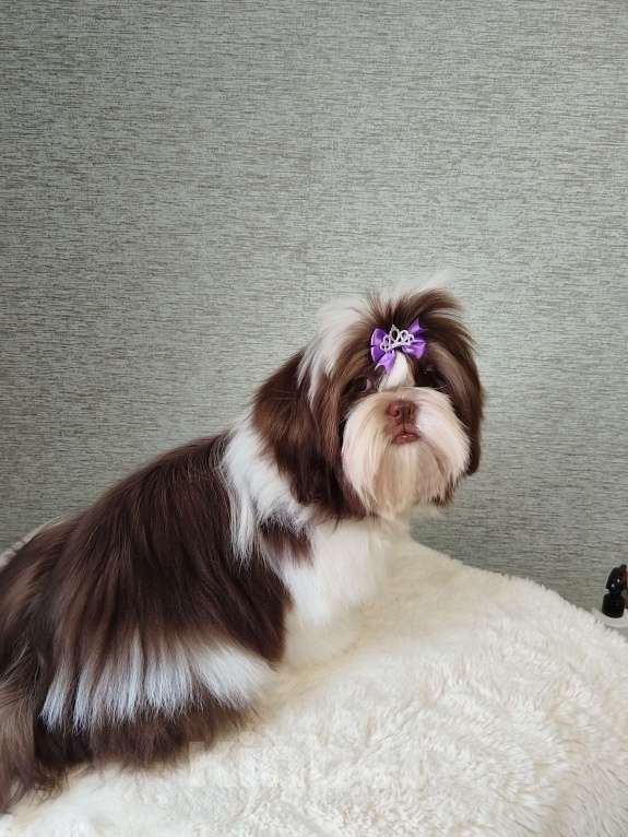 Собаки в других городах Московской области: Самир, малыш ши тцу Мальчик, Бесплатно - фото 2