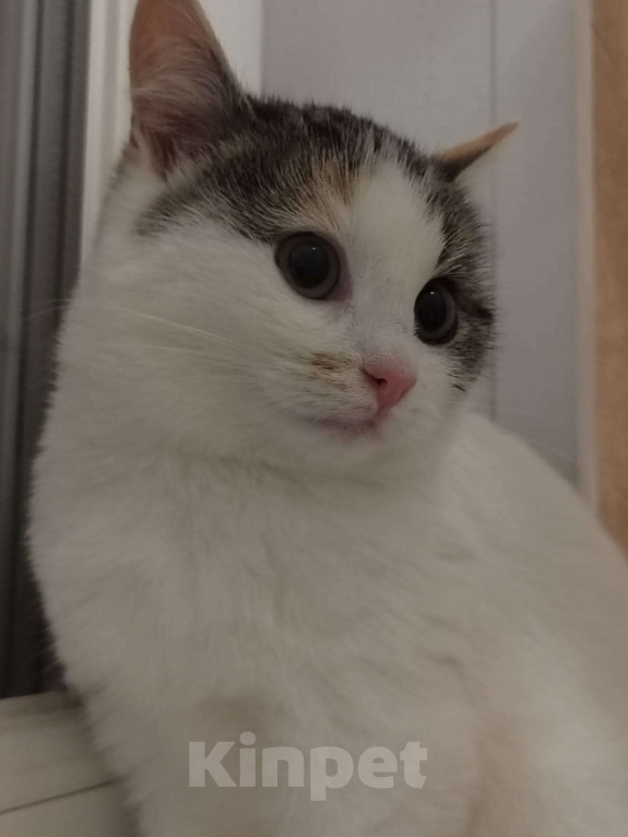 Кошки в Москве: Котенок девочка в добрые руки Девочка, Бесплатно - фото 2