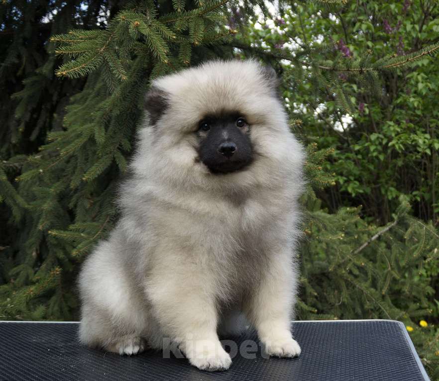 Собаки в Туле: Шикарный щенок кеесхонда Мальчик, Бесплатно - фото 3