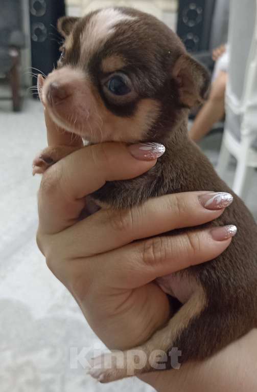 Собаки в Ростове-на-Дону: Мальчик мини чихуахуа Мальчик, 30 000 руб. - фото 4