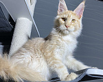 Кошки в Москве: Котенок Мейн Кун Мальчик, 35 000 руб. - фото 5