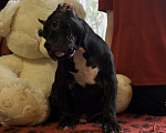 Собаки в Осташкове: Мальчик Булли Мальчик, 70 000 руб. - фото 4