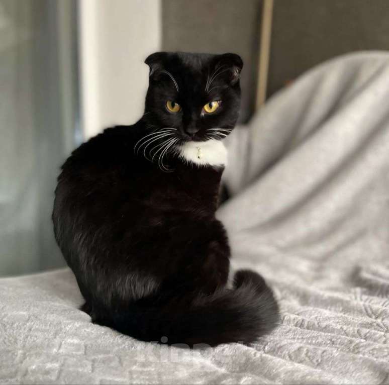 Кошки в Москве: Кошечку Фиону выкинули котенком к мусорке в закрытой коробке 💔 Девочка, Бесплатно - фото 2