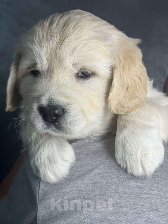 Собаки в других городах Челябинской области: Щенок золотистый ретривер Мальчик, 80 000 руб. - фото 5