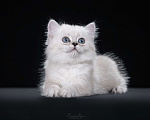 Кошки в Москве: Менуэт котенок Мальчик, 60 000 руб. - фото 4