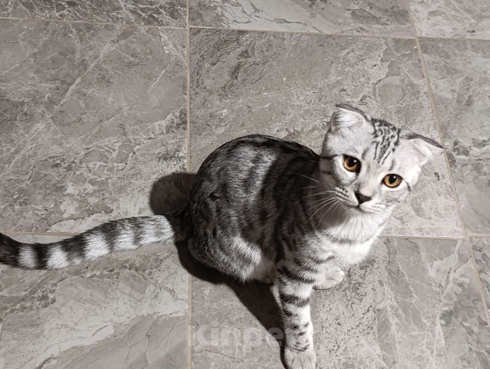 Кошки в Самаре: Мыш Мальчик, Бесплатно - фото 2