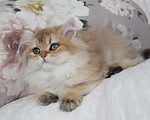 Кошки в Москве: Длинношерстный котенок Девочка, 80 000 руб. - фото 3