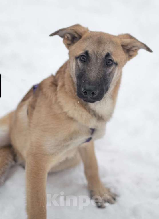 Собаки в Москве: Цукат Мальчик, Бесплатно - фото 2