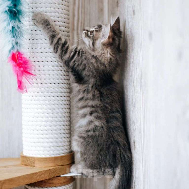 Кошки в Москве: Пушистая Алиса в добрые руки Девочка, Бесплатно - фото 5