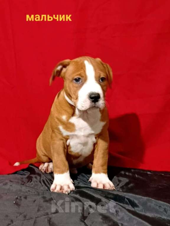 Собаки в Новочеркасске: Щенки АСТ Мальчик, 45 000 руб. - фото 2