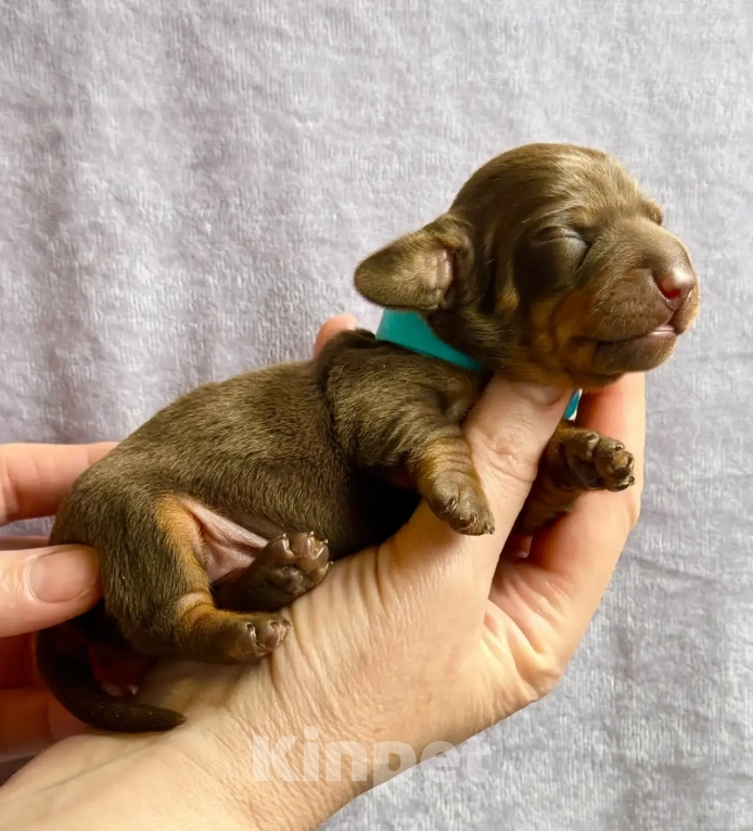 Собаки в Москве: Такса кроличья Разнополые, 70 000 руб. - фото 1