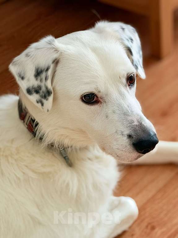 Собаки в Москве: В добрые руки Мальчик, Бесплатно - фото 4