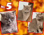 Кошки в Зеленограде: Кошечка Баста ищет новую семью Девочка, 1 руб. - фото 1