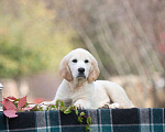 Собаки в Воронеже: Шикарный щенок золотистого ретривера  Мальчик, 40 000 руб. - фото 1