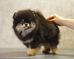 Собаки в Солнечногорске: Продажа померанского щенка  Мальчик, Бесплатно - фото 1
