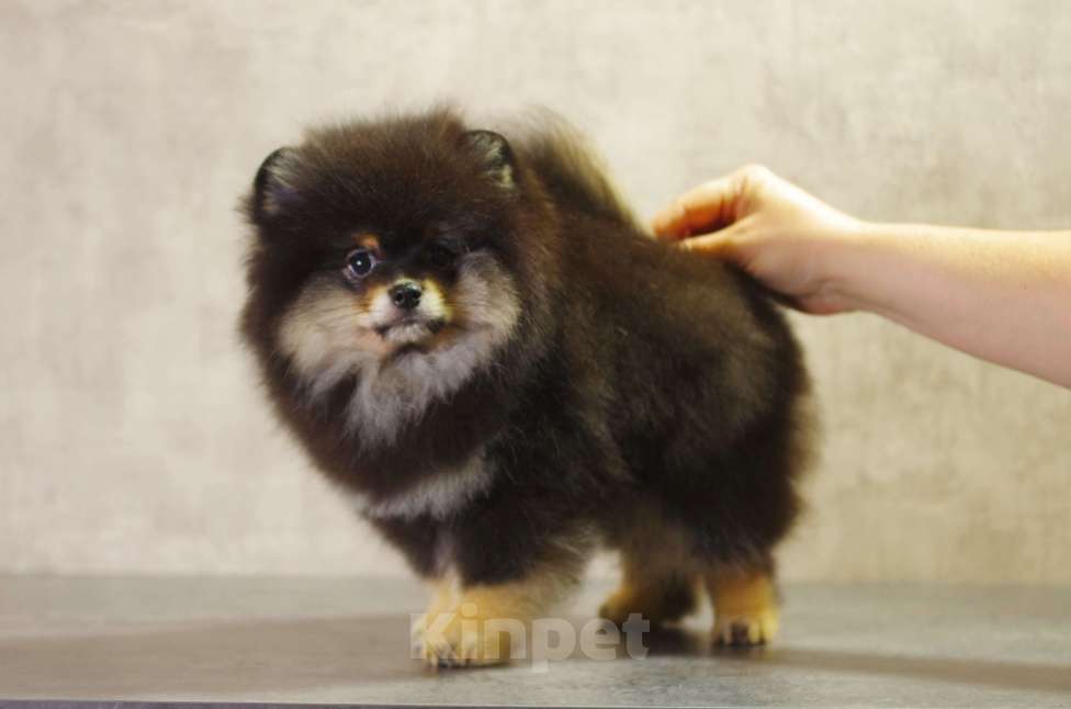 Собаки в Солнечногорске: Продажа померанского щенка  Мальчик, Бесплатно - фото 1