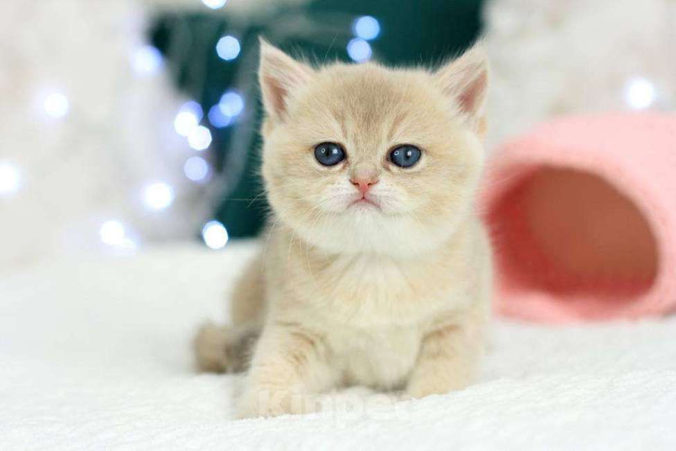 Кошки в Москве: Британская девочка Умница Девочка, 70 000 руб. - фото 6