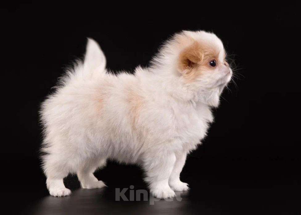 Собаки в других городах Нижегородской области: Щенки породы японский хин Девочка, Бесплатно - фото 2