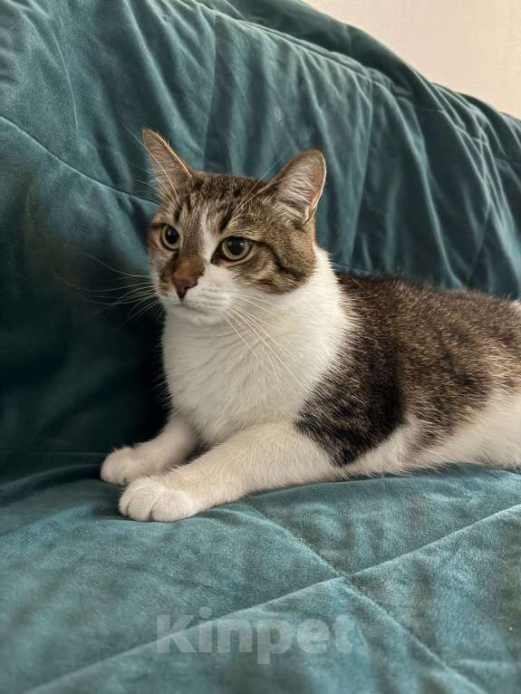 Кошки в Москве: Добрый, ласковый, домашний котик Семен Мальчик, Бесплатно - фото 2