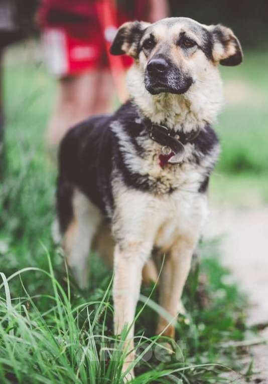 Собаки в Москве: Джессика, идеальная собака Девочка, Бесплатно - фото 4