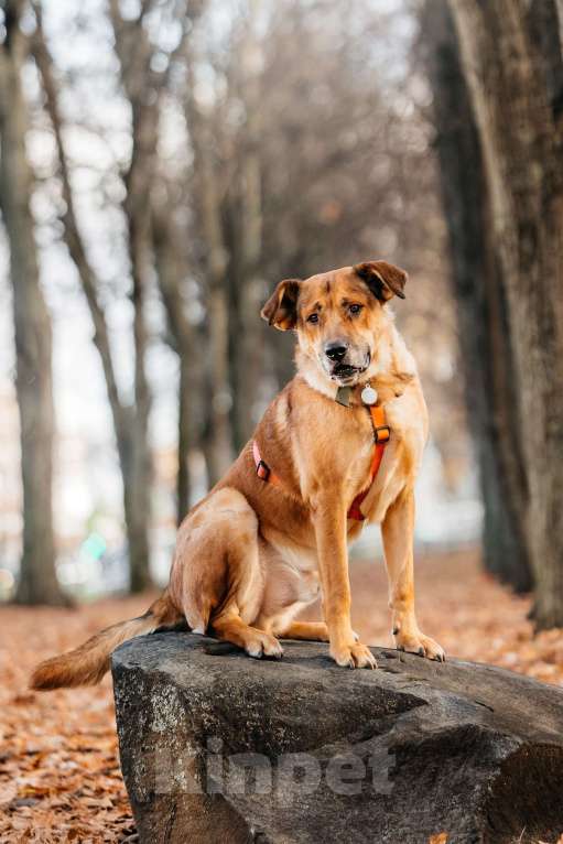 Собаки в Москве: Благородный Джек ищет дом Мальчик, Бесплатно - фото 5